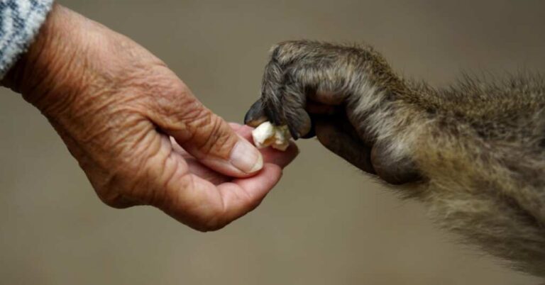 Humans Did NOT Come from Monkeys