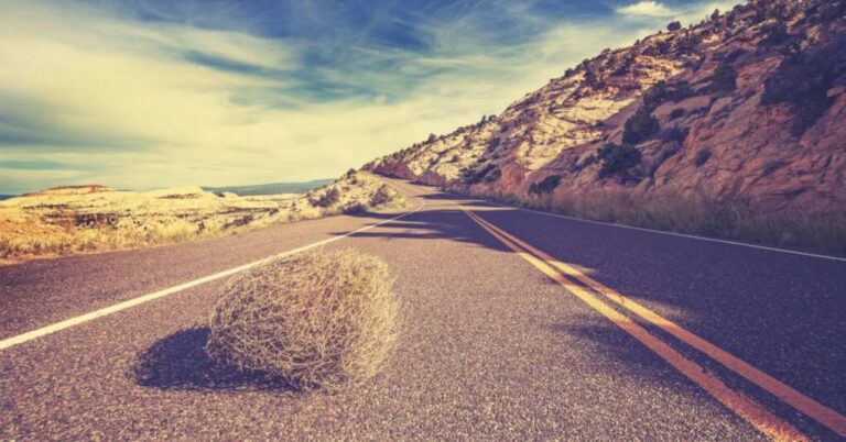 Utah Tumbles Under Massive Weed Infestation 