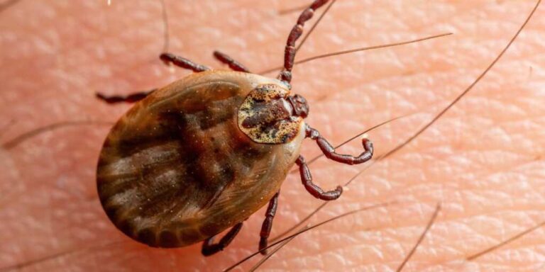 Rare Tick-Borne Virus Hits America