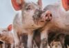 “Pig Butchering” Scam Rakes In $15 Billion (Using Slave Labor) Angela Buser