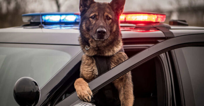K9 and photography / shutterstock.com